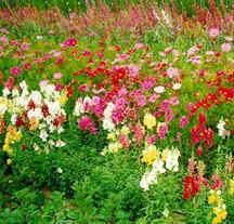 cornish flowers