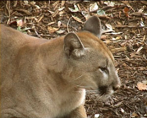 Beast of Bodmin Moor, Cornwall