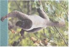 monkey2.jpg (17924 bytes)