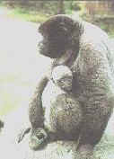 monkey3.jpg (8367 bytes)